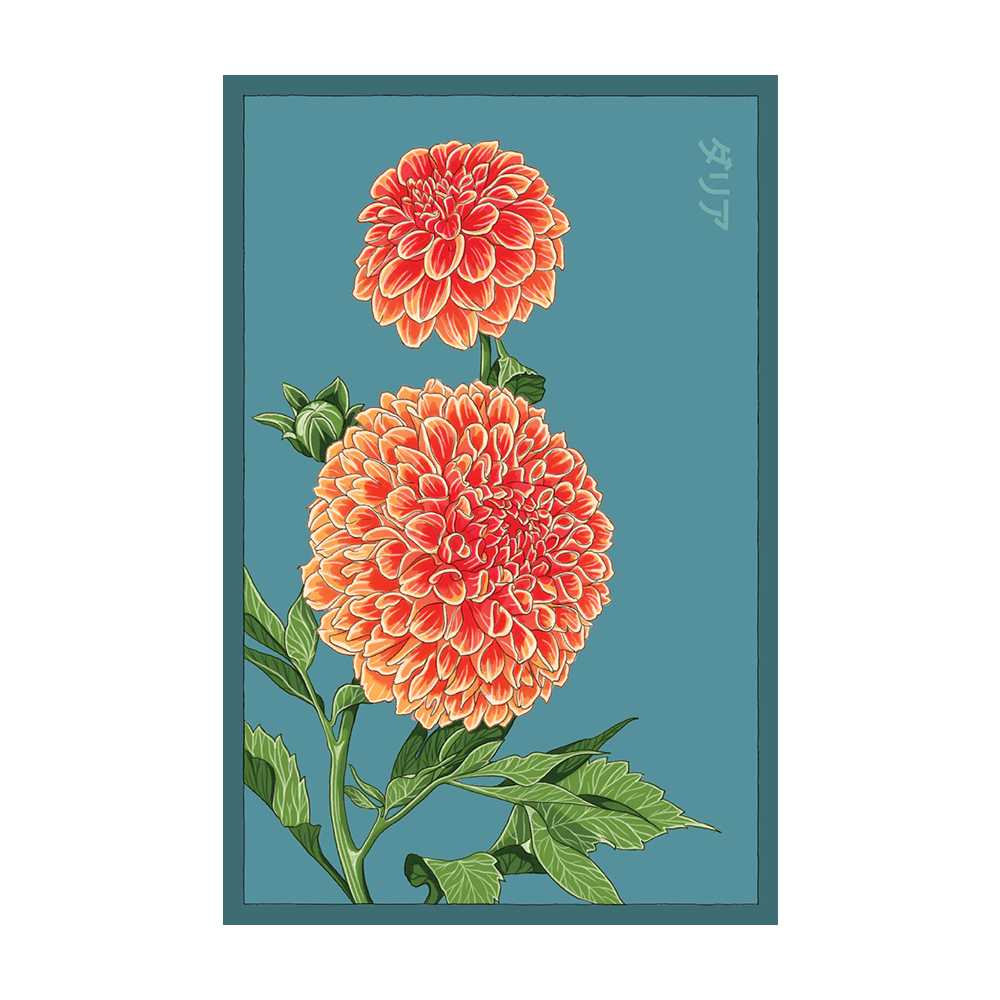Dahlia Flower Seeds Packet - Chive UK