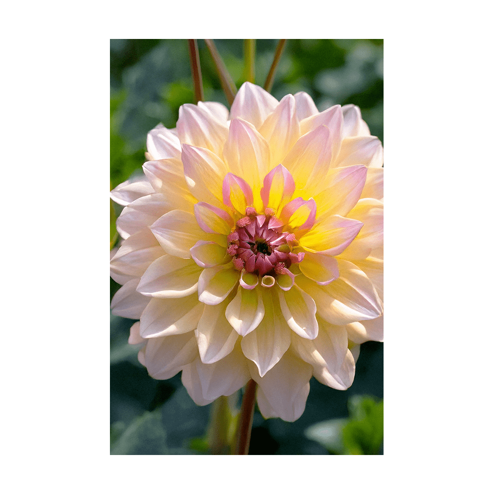 Dahlia Flower Seeds Packet - Chive UK