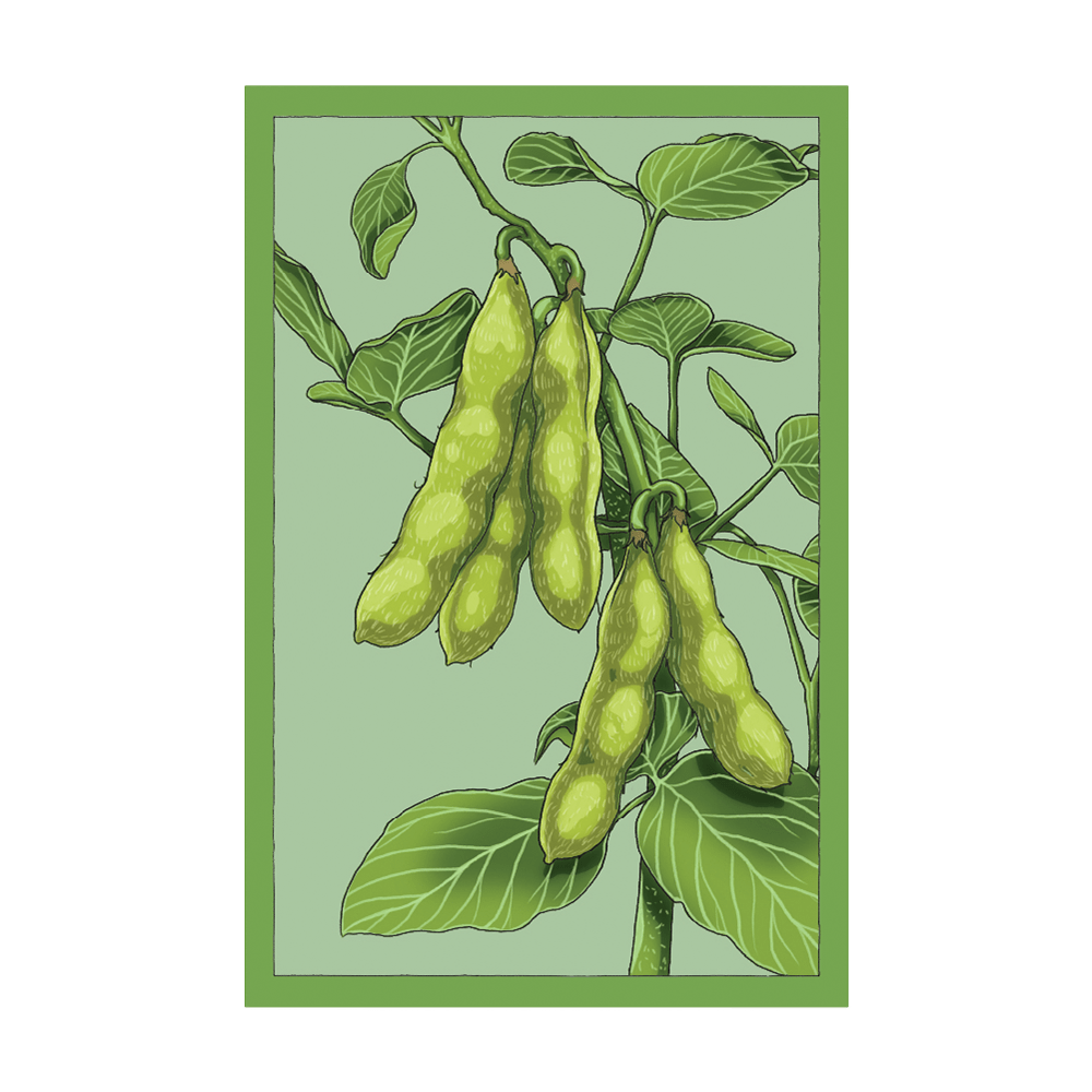 Edamame Vegetable Seeds Packet - Chive UK