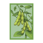 Edamame Vegetable Seeds Packet - Chive UK