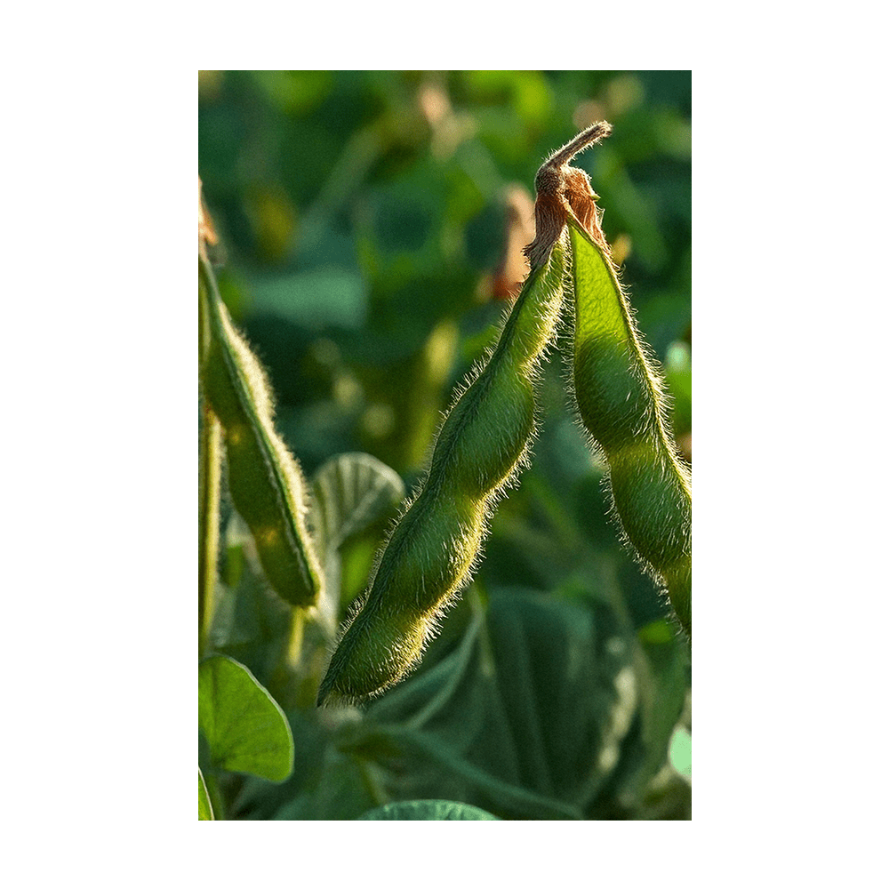 Edamame Vegetable Seeds Packet - Chive UK