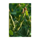 Edamame Vegetable Seeds Packet - Chive UK