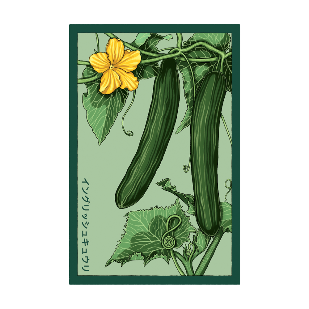 English Cucumber Vegetable Seeds Packet - Chive UK