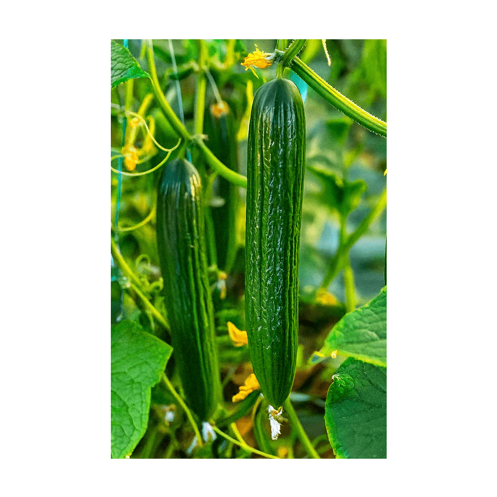 English Cucumber Vegetable Seeds Packet - Chive UK