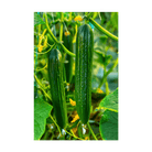 English Cucumber Vegetable Seeds Packet - Chive UK