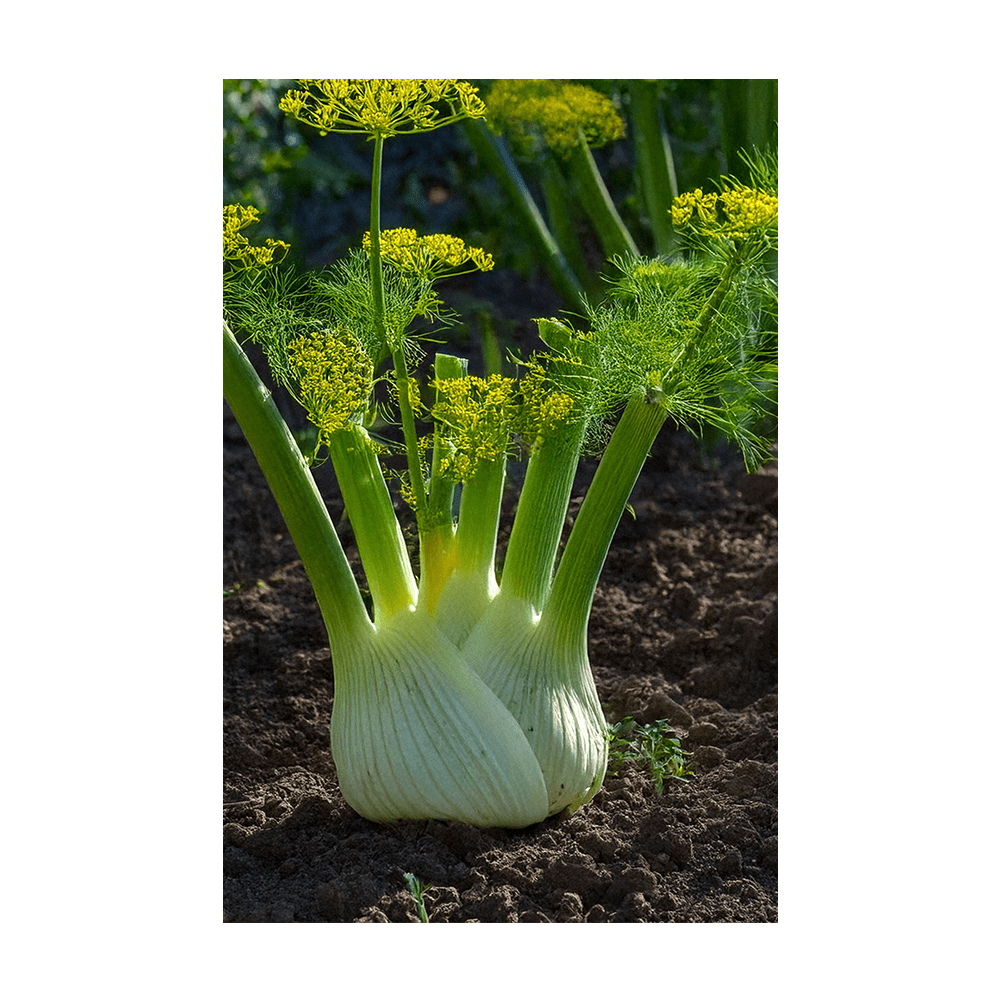 Fennel Vegetable Seeds Packet - Chive UK