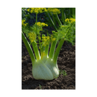 Fennel Vegetable Seeds Packet - Chive UK
