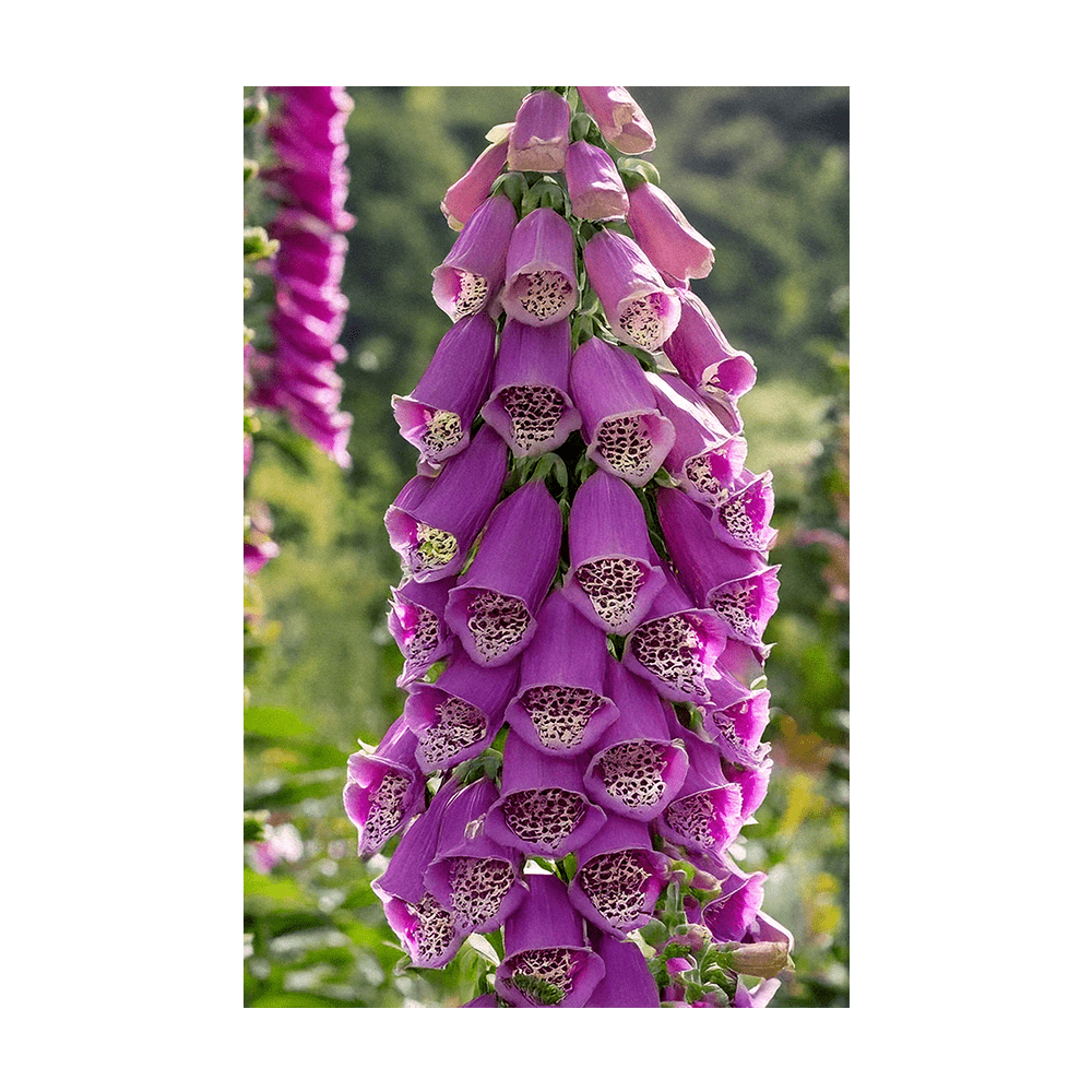 Foxglove Flower Seeds Packet - Chive UK
