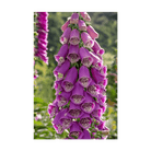 Foxglove Flower Seeds Packet - Chive UK