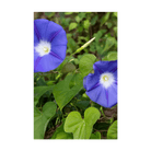 Morning Glory Flower Seeds Packet - Chive UK