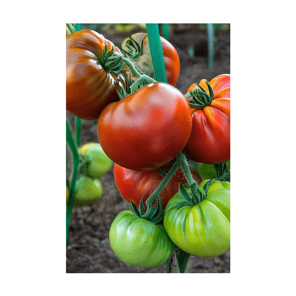 Heirloom Tomato Vegetable Seeds Packet - Chive UK