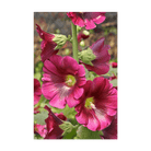Hollyhock Flower Seeds Packet - Chive UK