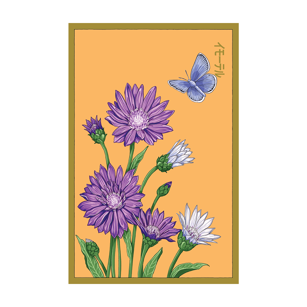Immortelle Flower Seeds Packet - Chive UK