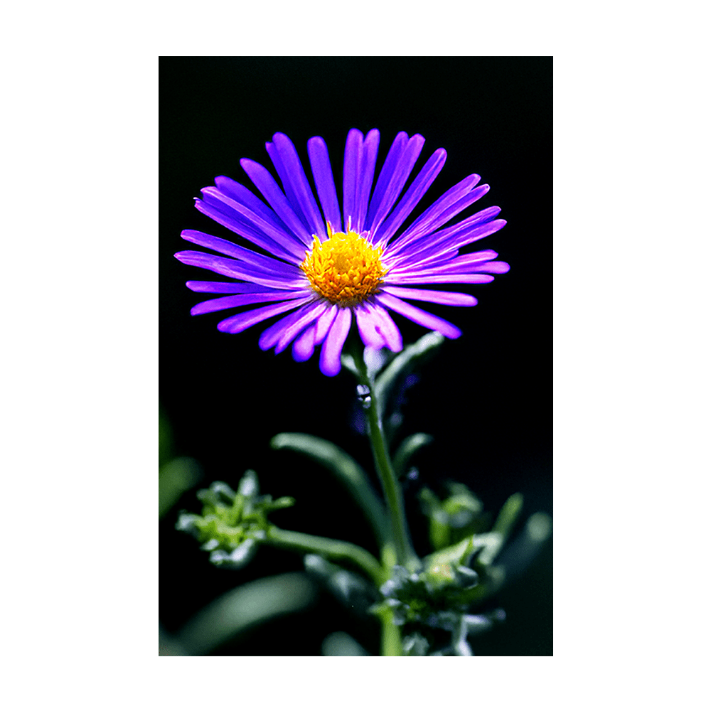 Immortelle Flower Seeds Packet - Chive UK