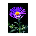 Immortelle Flower Seeds Packet - Chive UK