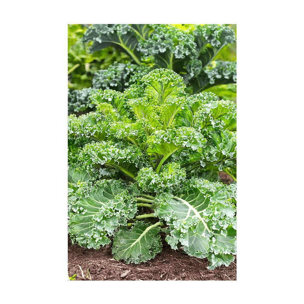 Kale Vegetable Seeds Packet - Chive UK