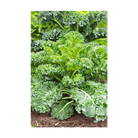 Kale Vegetable Seeds Packet - Chive UK