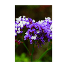 Sea Lavender Flower Seeds Packet - Chive UK