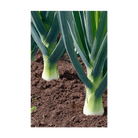Leek Vegetable Seeds Packet - Chive UK