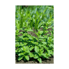 Mint Herb Seeds Packet - Chive UK