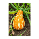 Funky Squash Vegetable Seeds Packet - Chive UK