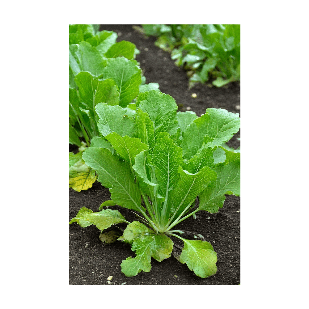 Mustard Greens Vegetable Seeds Packet - Chive UK