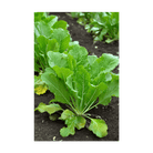 Mustard Greens Vegetable Seeds Packet - Chive UK