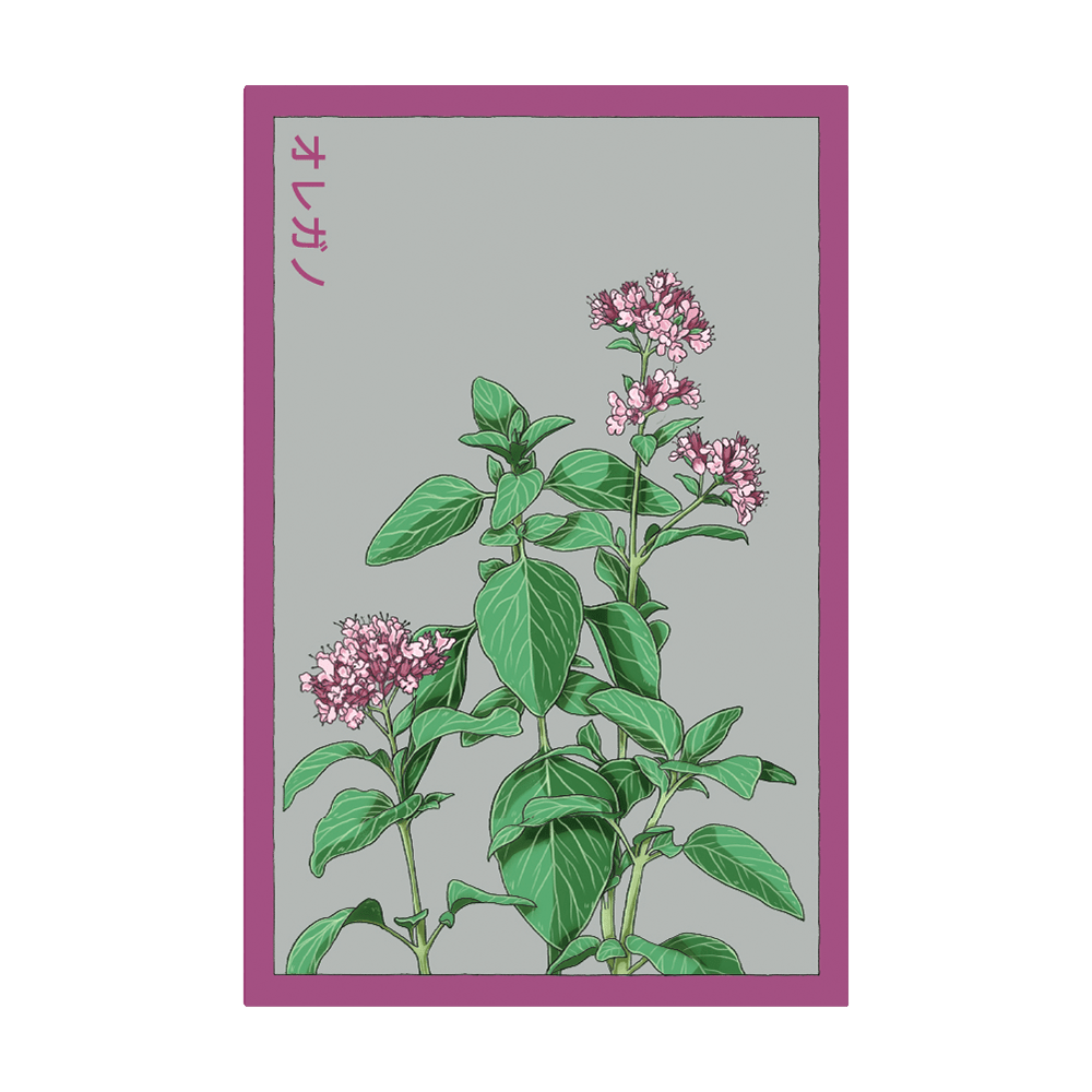 Oregano Herb Seeds Packet - Chive UK
