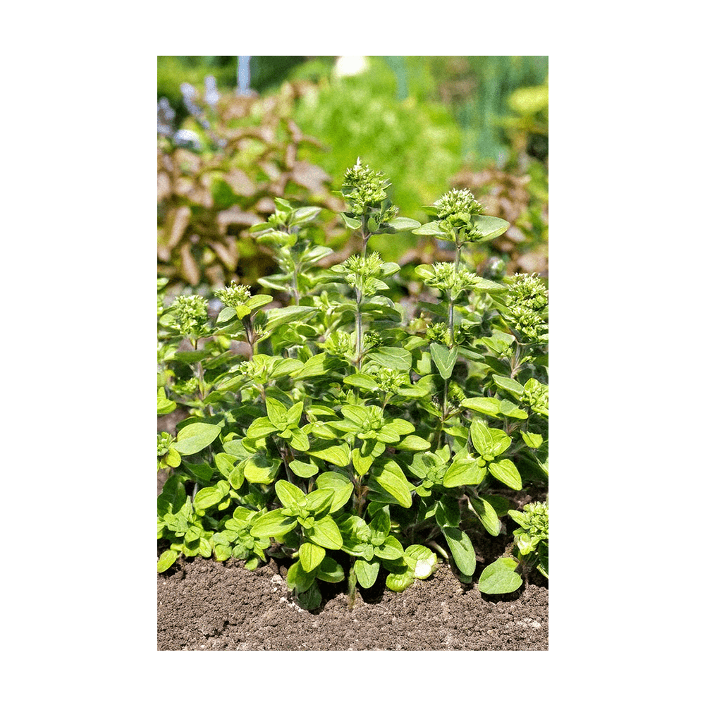 Oregano Herb Seeds Packet - Chive UK