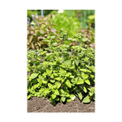 Oregano Herb Seeds Packet - Chive UK