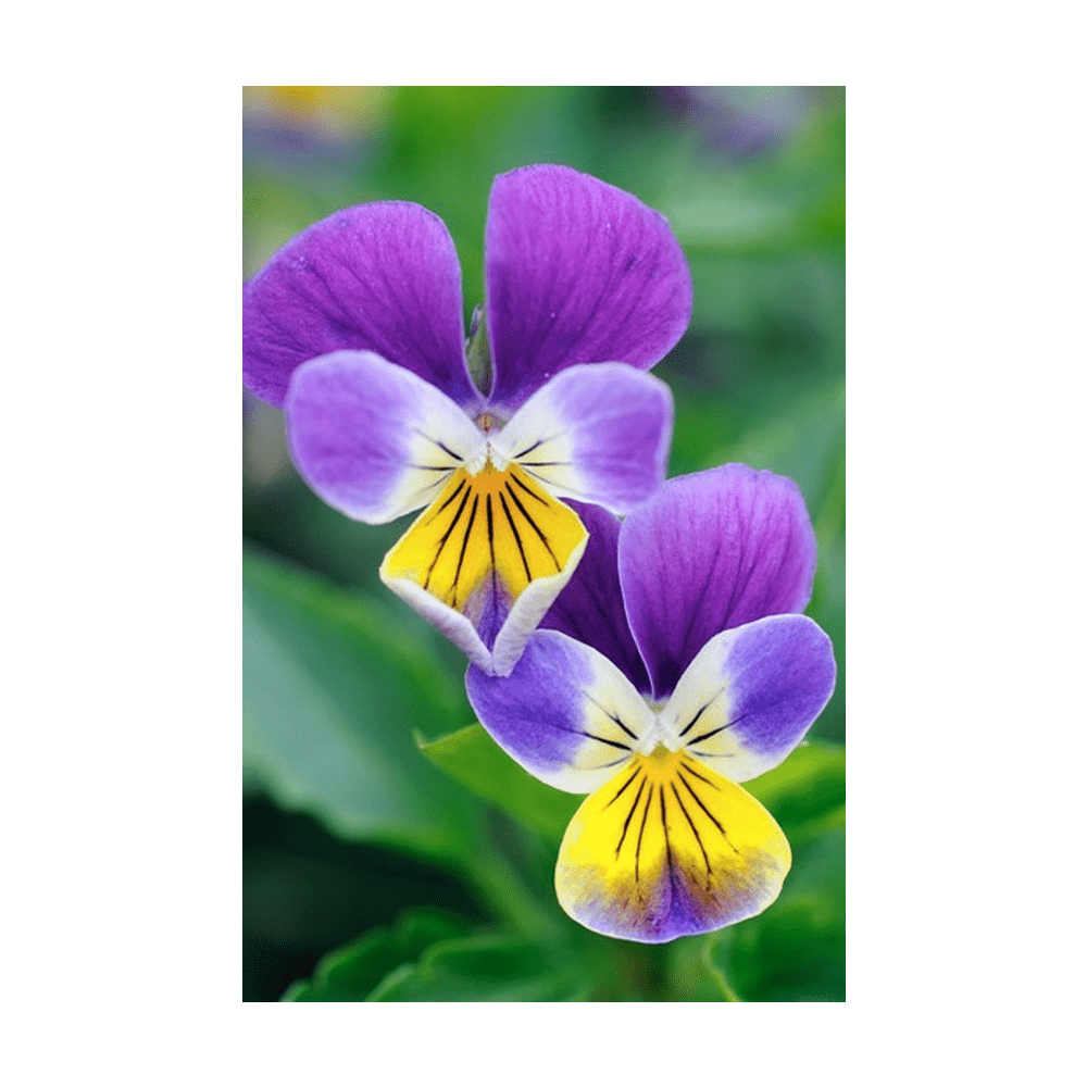 Pansy Flower Seeds Packet - Chive UK