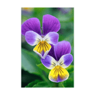 Pansy Flower Seeds Packet - Chive UK