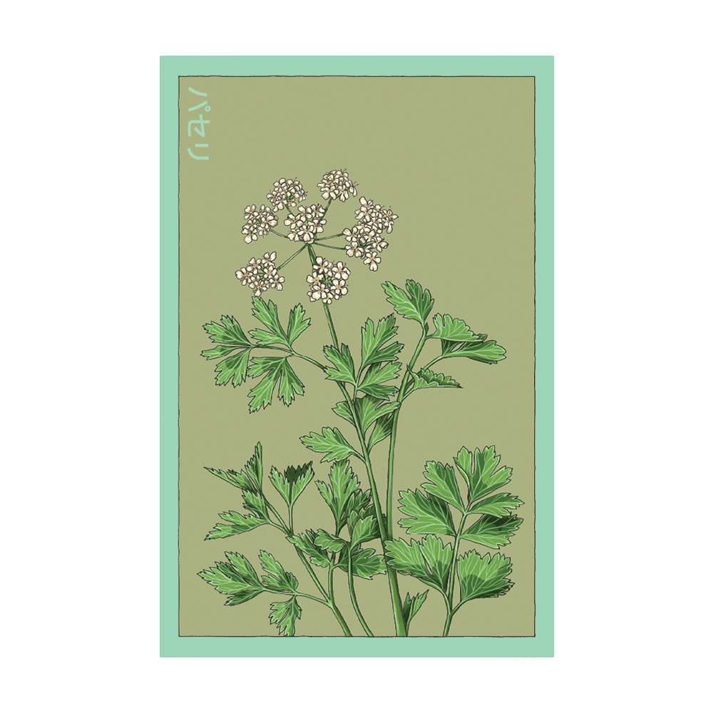 Parsley Herb Seeds Packet - Chive UK