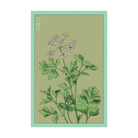 Parsley Herb Seeds Packet - Chive UK