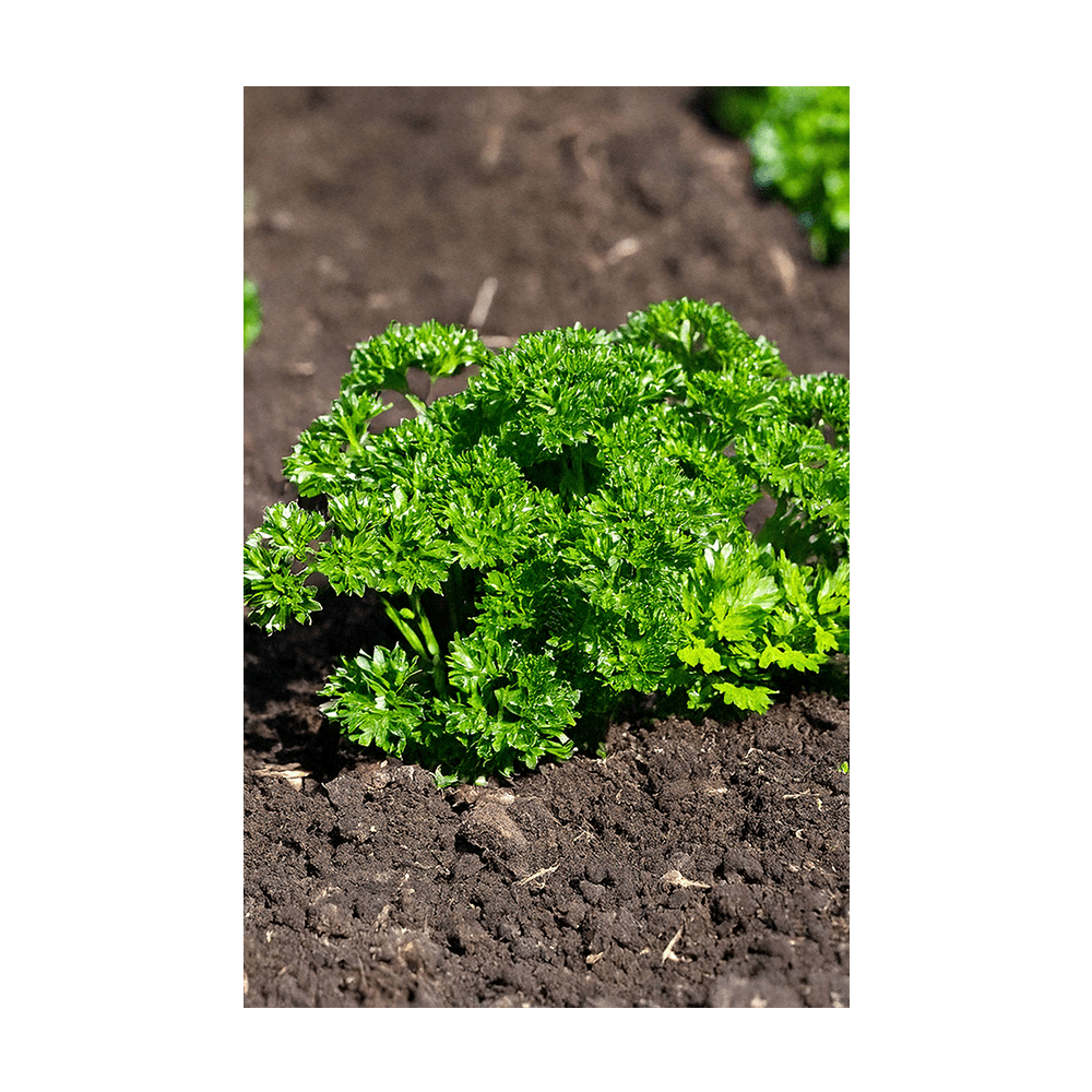 Parsley Herb Seeds Packet - Chive UK