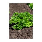 Parsley Herb Seeds Packet - Chive UK