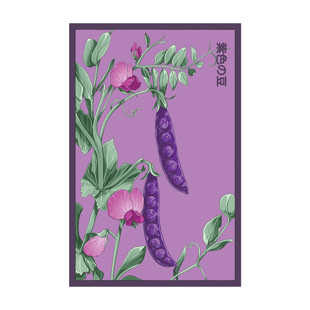 Purple Peas Vegetable Seeds Packet - Chive UK