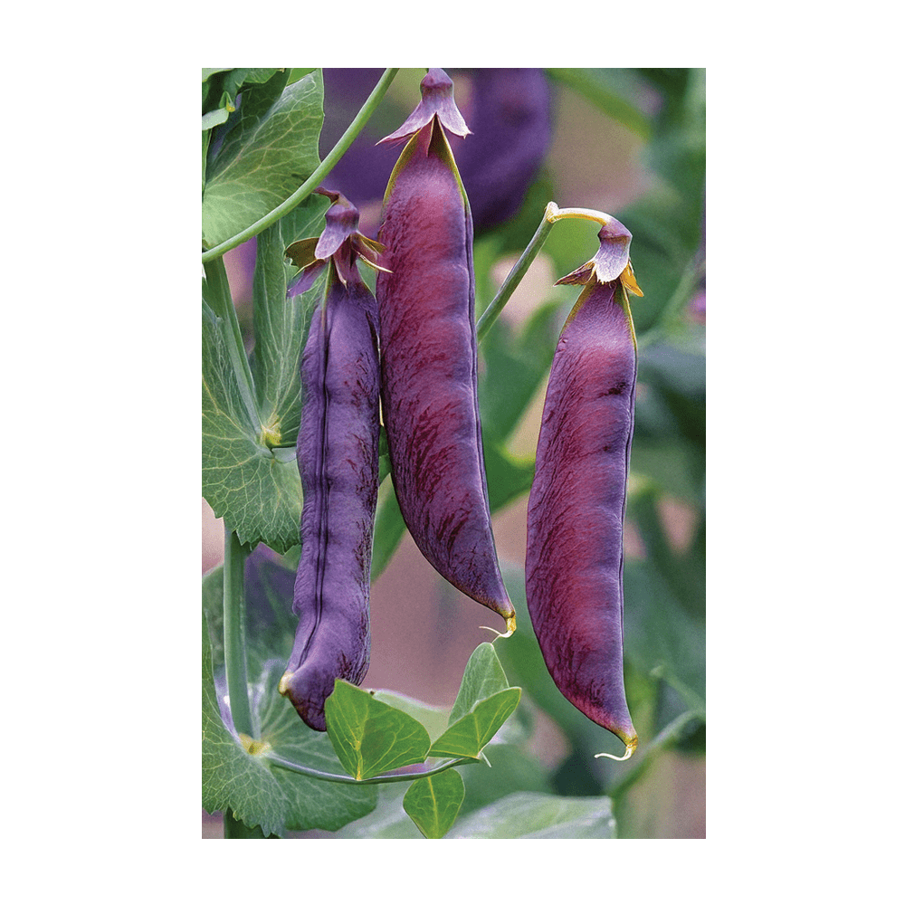 Purple Peas Vegetable Seeds Packet - Chive UK