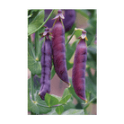 Purple Peas Vegetable Seeds Packet - Chive UK