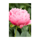 Peony Flower Seeds Packet - Chive UK