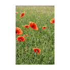 Corn Poppy Flower Seeds Packet - Chive UK