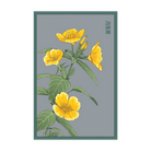 Evening Primrose Flower Seeds Packet - Chive UK