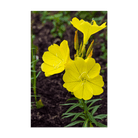 Evening Primrose Flower Seeds Packet - Chive UK