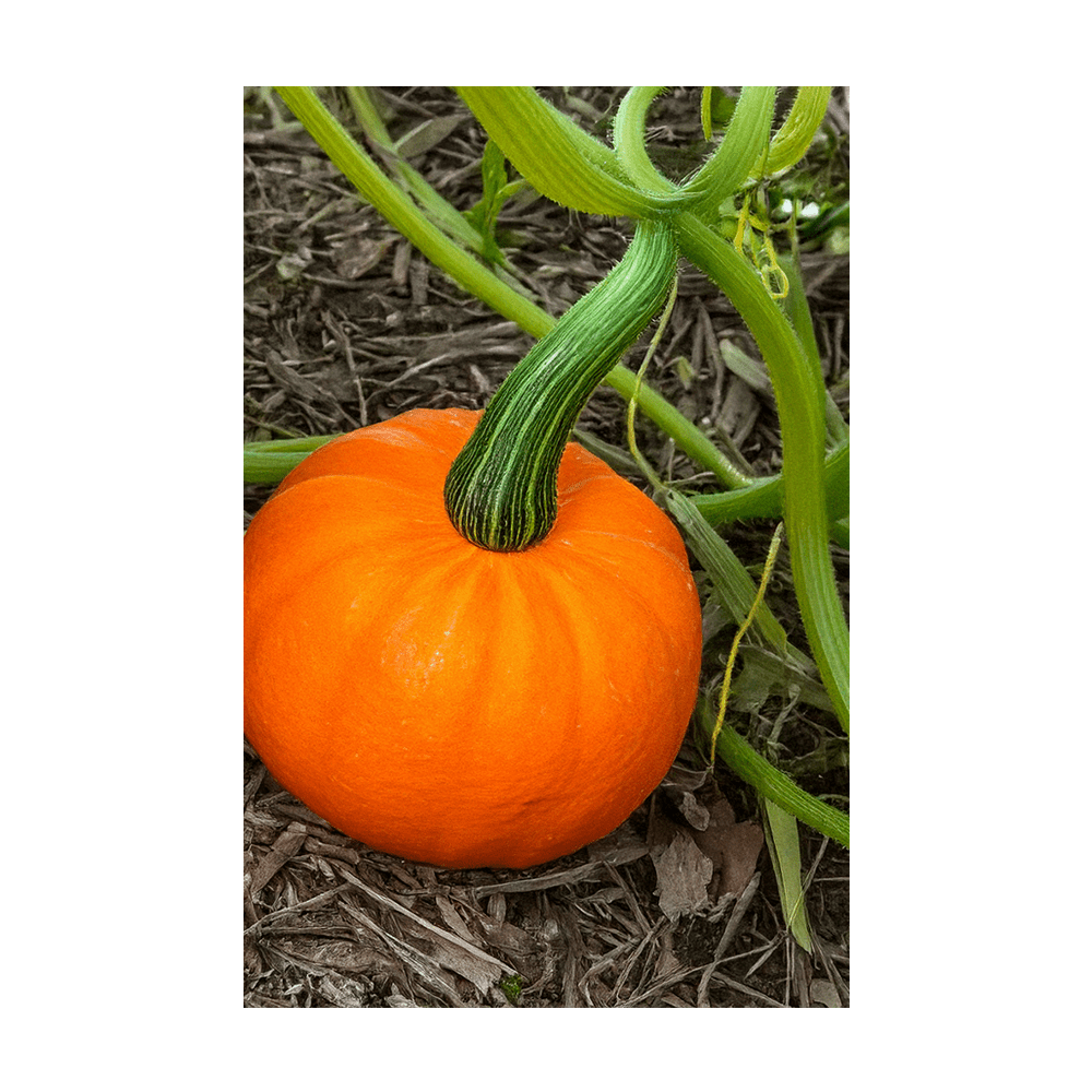 Pumpkin Squash Vegetable Seeds Packet - Chive UK