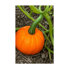 Pumpkin Squash Vegetable Seeds Packet - Chive UK