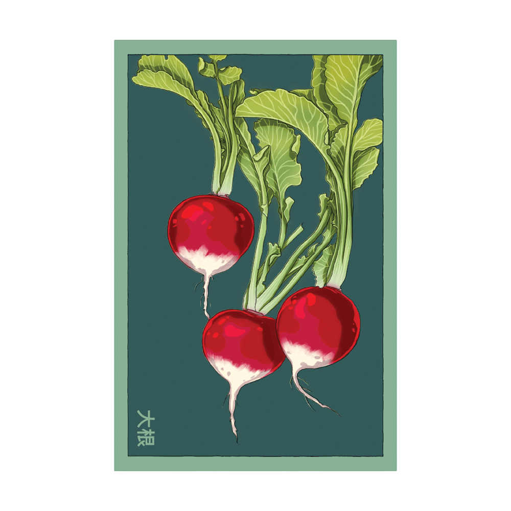Radish Vegetable Seeds Packet - Chive UK