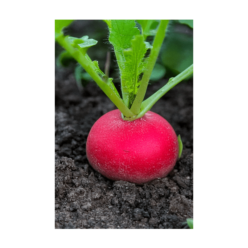Radish Vegetable Seeds Packet - Chive UK