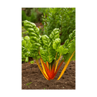 Rainbow Chard Vegetable Seeds Packet - Chive UK