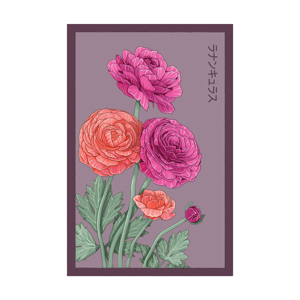Ranunculus Flower Seeds Packet - Chive UK