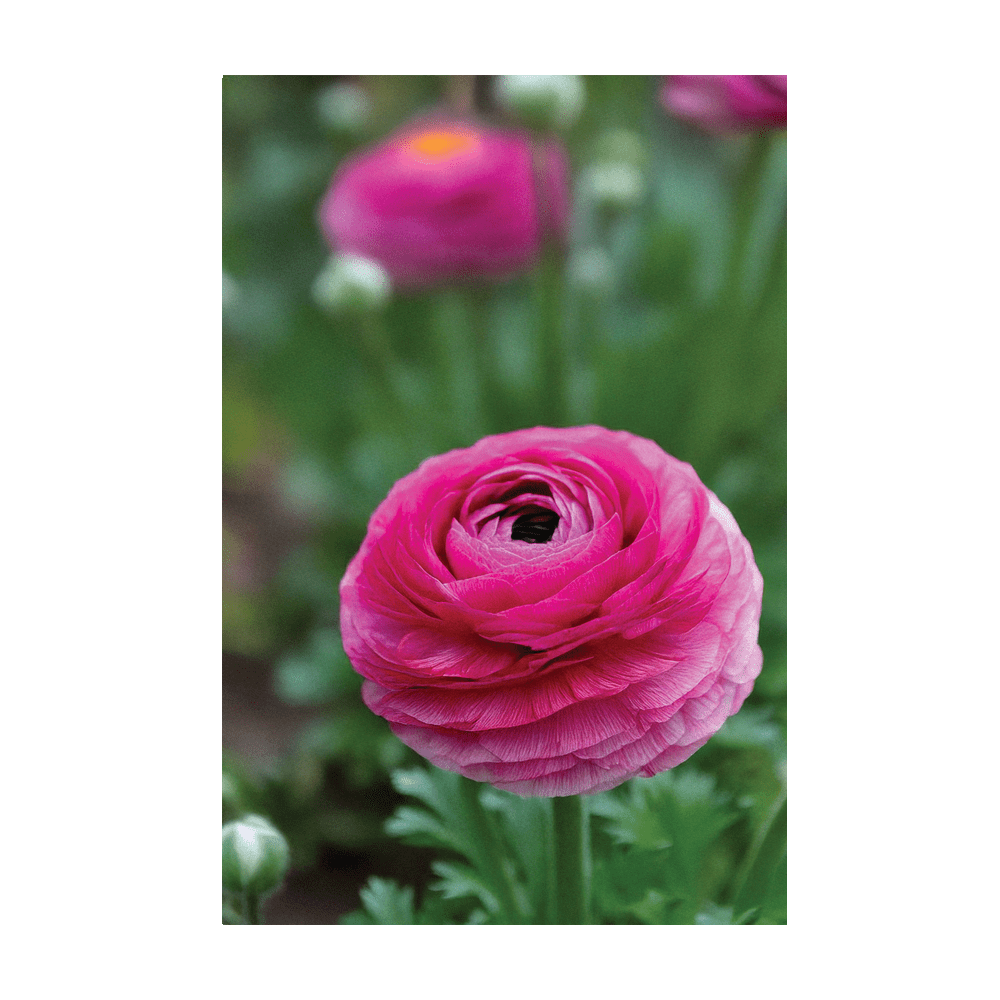 Ranunculus Flower Seeds Packet - Chive UK